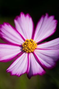 Preview wallpaper flower, pollen, macro, petals