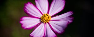 Preview wallpaper flower, pollen, macro, petals