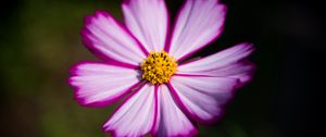 Preview wallpaper flower, pollen, macro, petals