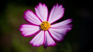 Preview wallpaper flower, pollen, macro, petals