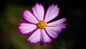 Preview wallpaper flower, pollen, macro, petals