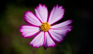 Preview wallpaper flower, pollen, macro, petals