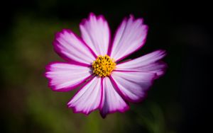 Preview wallpaper flower, pollen, macro, petals