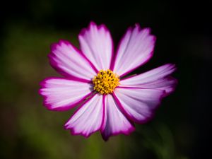 Preview wallpaper flower, pollen, macro, petals