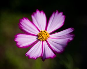 Preview wallpaper flower, pollen, macro, petals