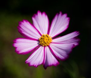 Preview wallpaper flower, pollen, macro, petals