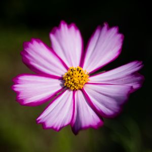 Preview wallpaper flower, pollen, macro, petals