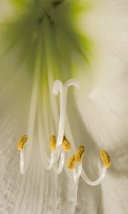 Preview wallpaper flower, pollen, macro, white