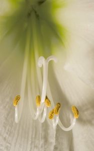 Preview wallpaper flower, pollen, macro, white