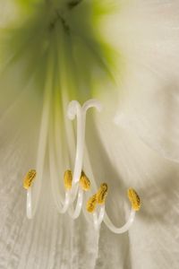 Preview wallpaper flower, pollen, macro, white