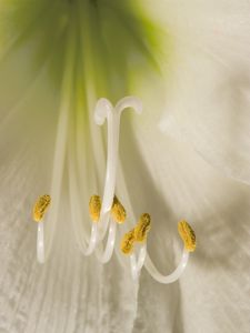 Preview wallpaper flower, pollen, macro, white