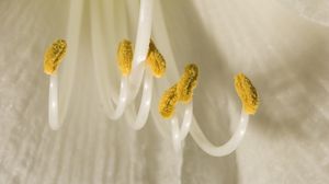 Preview wallpaper flower, pollen, macro, white