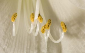 Preview wallpaper flower, pollen, macro, white