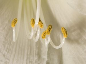 Preview wallpaper flower, pollen, macro, white