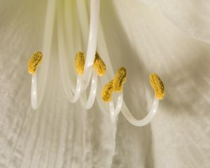 Preview wallpaper flower, pollen, macro, white