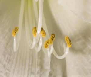 Preview wallpaper flower, pollen, macro, white