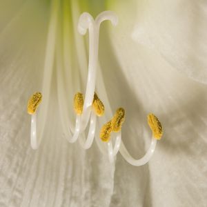 Preview wallpaper flower, pollen, macro, white