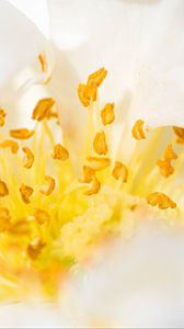 Preview wallpaper flower, pollen, macro, yellow, white