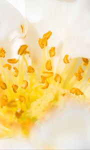 Preview wallpaper flower, pollen, macro, yellow, white