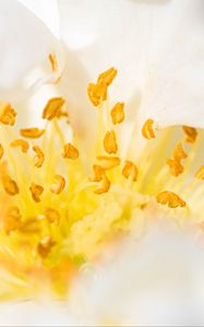 Preview wallpaper flower, pollen, macro, yellow, white