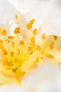 Preview wallpaper flower, pollen, macro, yellow, white