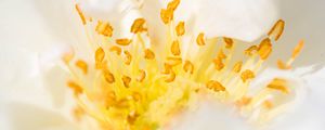 Preview wallpaper flower, pollen, macro, yellow, white