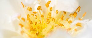 Preview wallpaper flower, pollen, macro, yellow, white