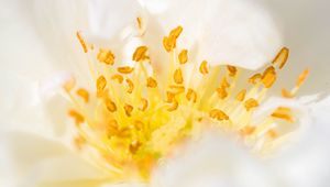 Preview wallpaper flower, pollen, macro, yellow, white