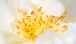 Preview wallpaper flower, pollen, macro, yellow, white