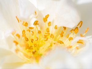 Preview wallpaper flower, pollen, macro, yellow, white