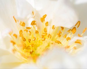 Preview wallpaper flower, pollen, macro, yellow, white