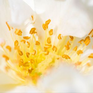 Preview wallpaper flower, pollen, macro, yellow, white