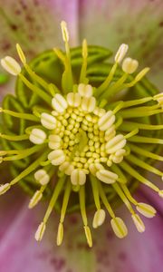 Preview wallpaper flower, pollen, macro, blur