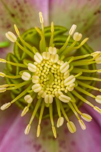 Preview wallpaper flower, pollen, macro, blur