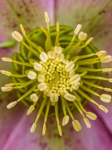 Preview wallpaper flower, pollen, macro, blur