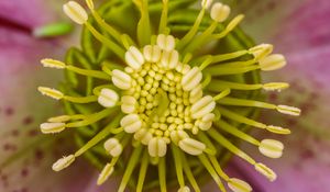 Preview wallpaper flower, pollen, macro, blur