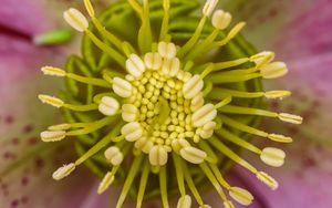 Preview wallpaper flower, pollen, macro, blur