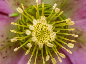 Preview wallpaper flower, pollen, macro, blur