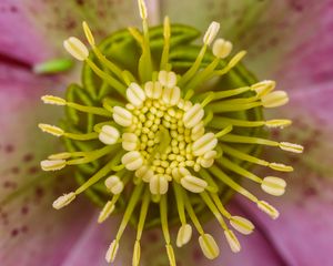 Preview wallpaper flower, pollen, macro, blur