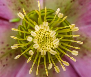 Preview wallpaper flower, pollen, macro, blur