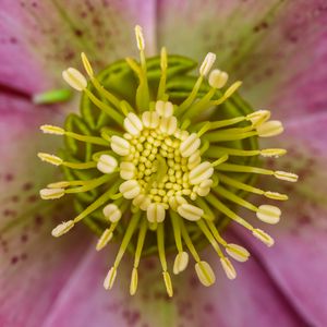 Preview wallpaper flower, pollen, macro, blur
