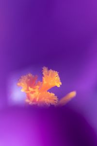 Preview wallpaper flower, pollen, petals, macro, purple