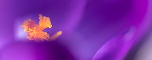 Preview wallpaper flower, pollen, petals, macro, purple