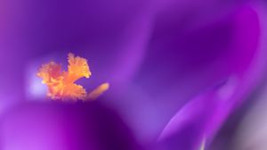 Preview wallpaper flower, pollen, petals, macro, purple