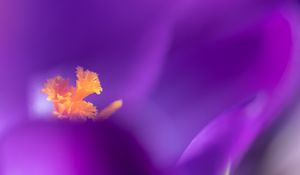 Preview wallpaper flower, pollen, petals, macro, purple