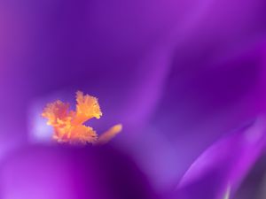 Preview wallpaper flower, pollen, petals, macro, purple