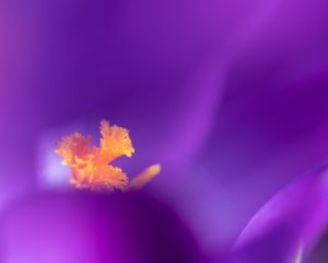 Preview wallpaper flower, pollen, petals, macro, purple