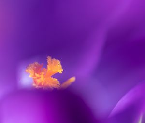 Preview wallpaper flower, pollen, petals, macro, purple