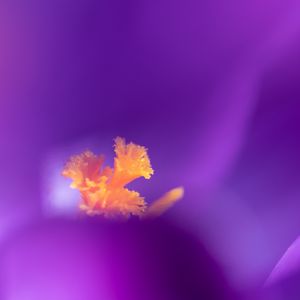 Preview wallpaper flower, pollen, petals, macro, purple