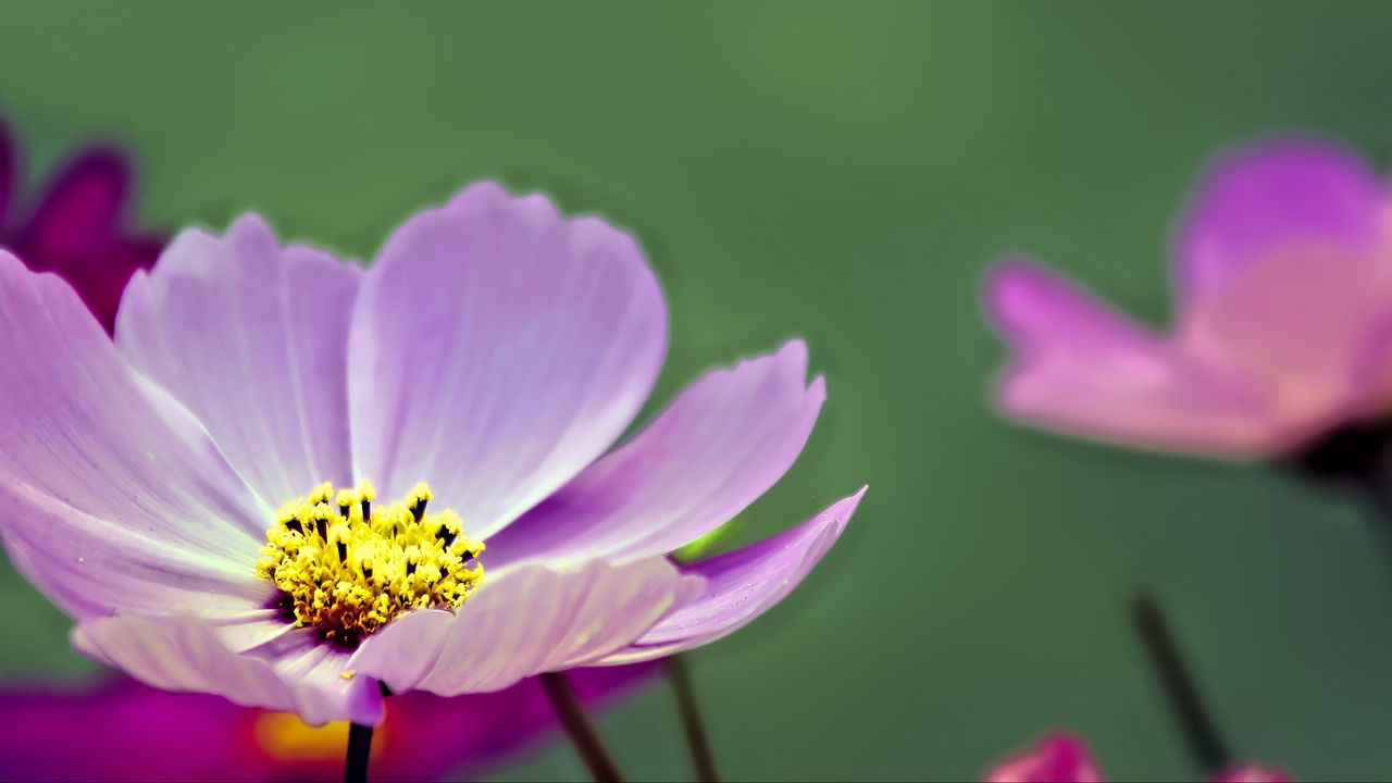 Wallpaper flower, pollen, petals, purple, macro